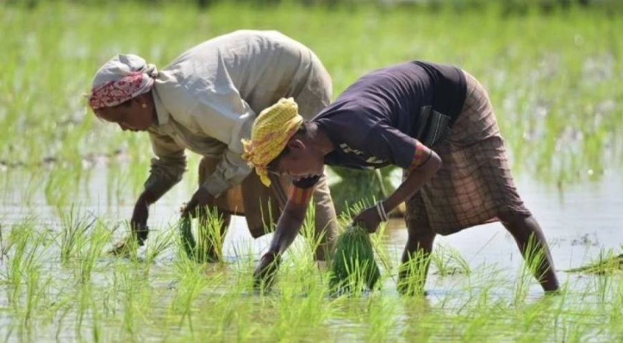 Pirinç son 15 yılın en yüksek seviyesini gördü