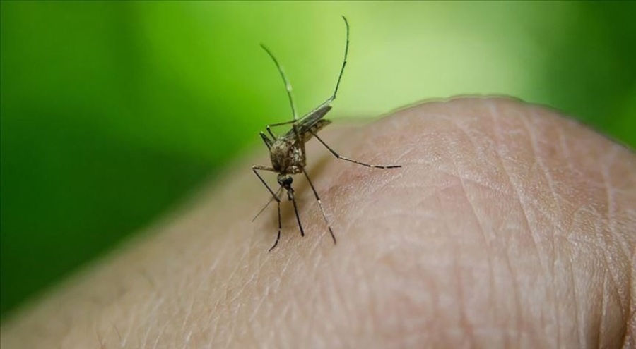 Dang hummasında can kaybı 352'ye yükseldi