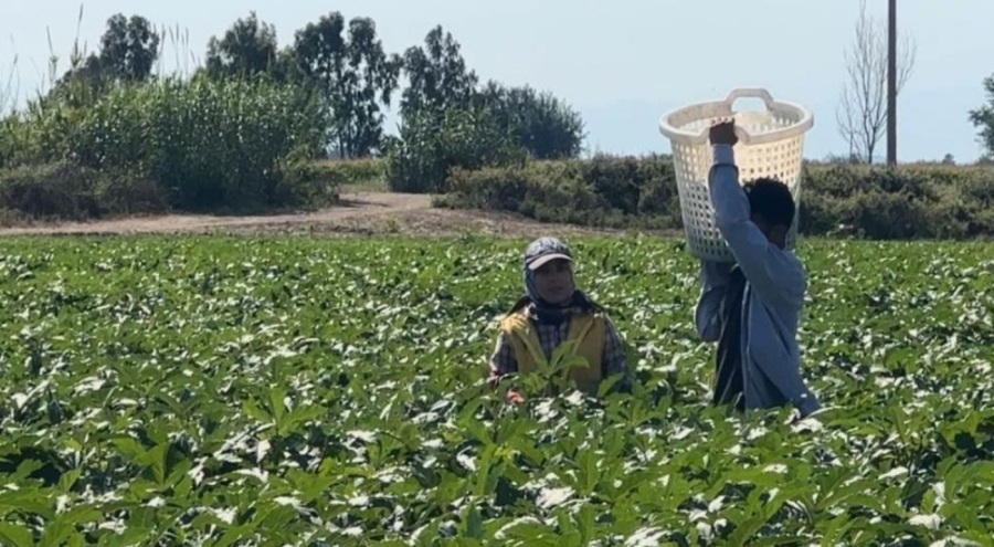 Osmaniye'de bamya hasadı için işçilerin günlük yevmiyesi belli oldu