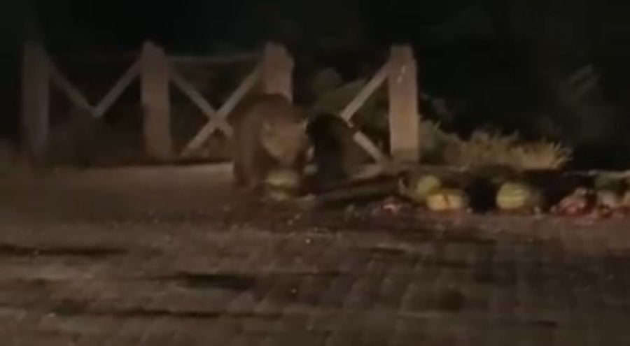 Bursa Uludağ'da ayı ailesini karpuzla beslediler
