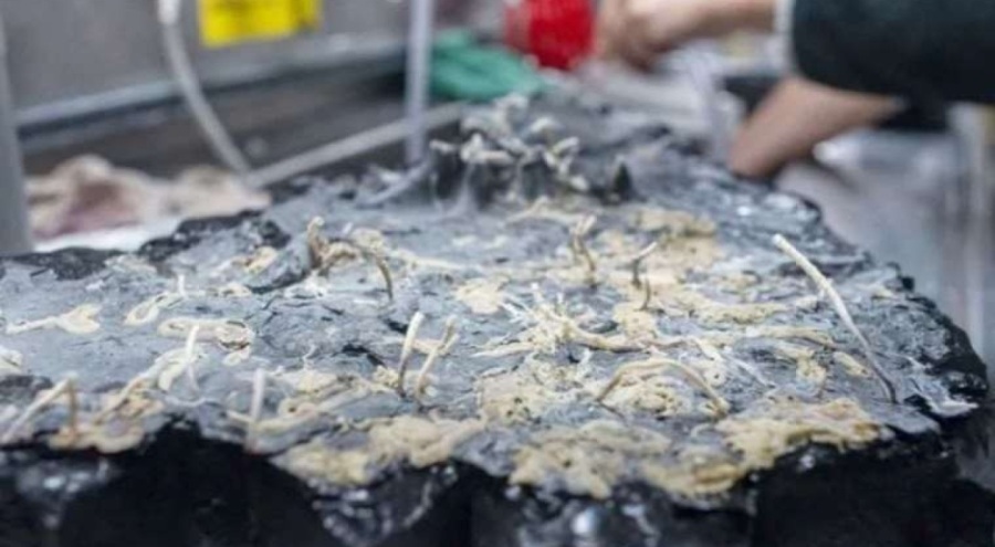 Pasifik'in derinliklerinde yeni ekosistem keşfedildi