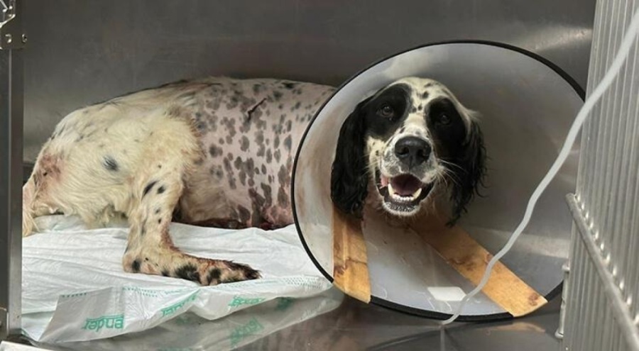 Av köpeği tüfekle vuruldu