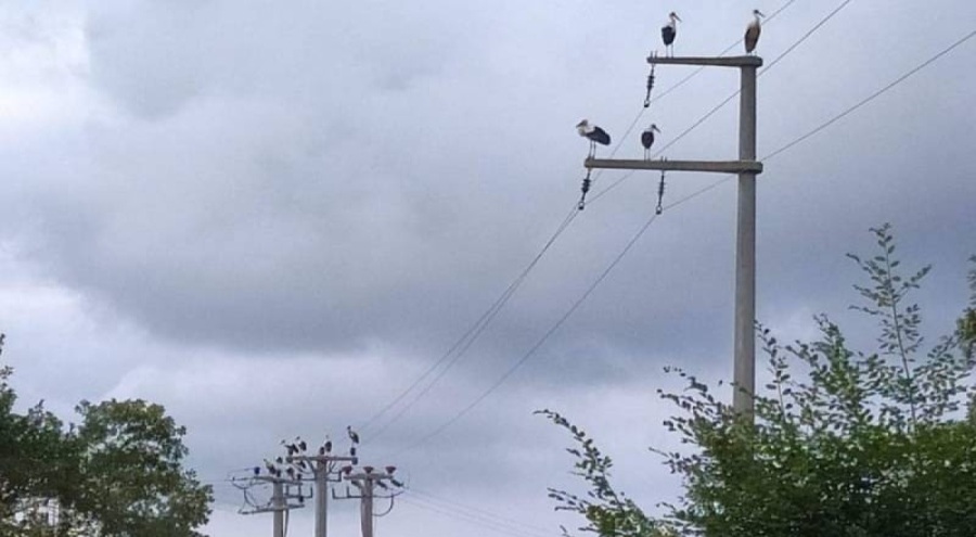 Kocaeli'de leylekler için elektirik kesintisi yapıldı