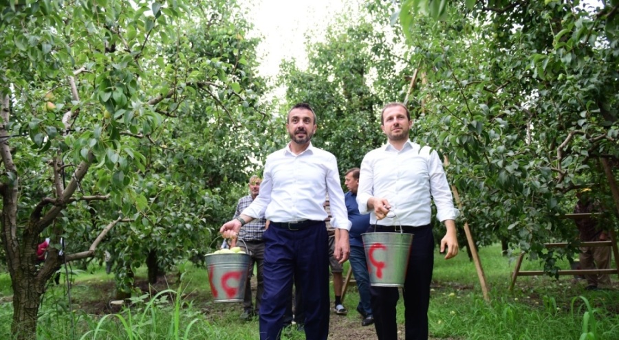 Bursa'da armut hasadı başladı