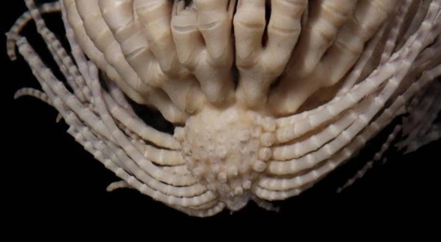 Araştırmacılar, 20 kola sahip yeni bir deniz canlısı keşfetti