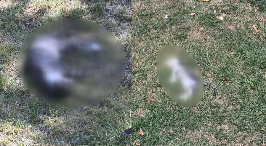 İstanbul'da 2 kedi zehirlenerek öldürüldü!