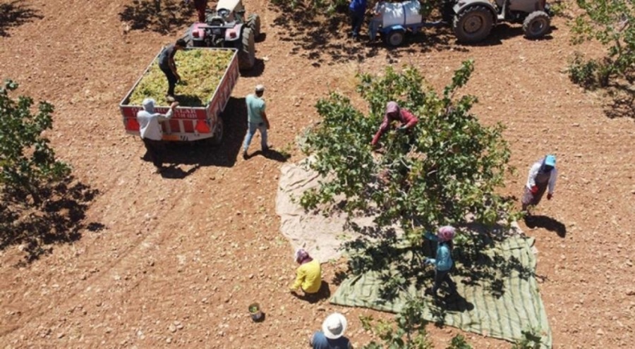 Antep fıstığının hasadına başlandı!