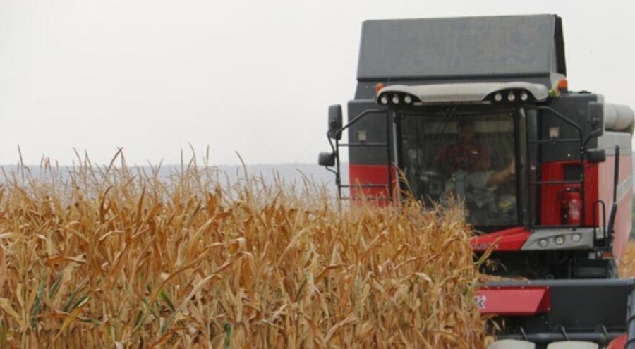Adana'da mısır hasadı başladı