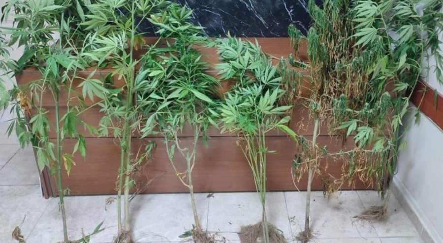 Uyuşturucu operasyonlarında 43 şüpheli yakalandı