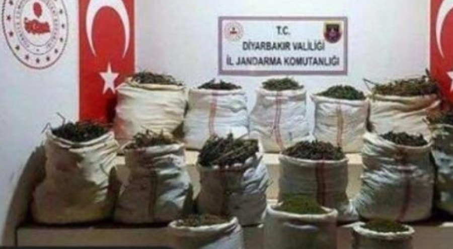 Narko-terör operasyonunda 11 milyon 185 bin 414 kök kenevir ele geçirildi