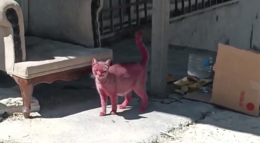 Esenyurt'ta sokak kedisini pembeye boyadılar!