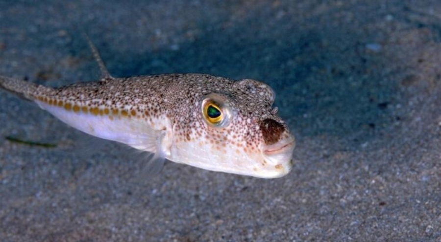 Akdeniz'deki istilacı deniz canlılarının tür sayısı yükselecek