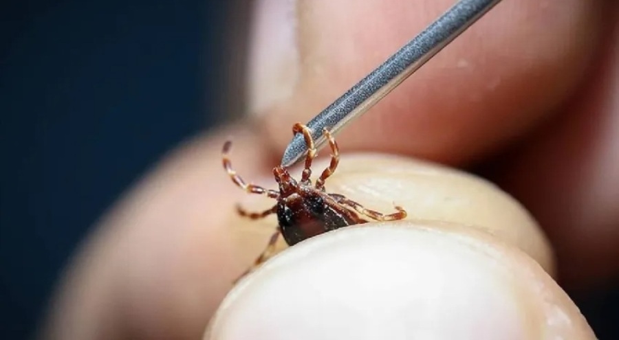 Tokat'ta kene can aldı