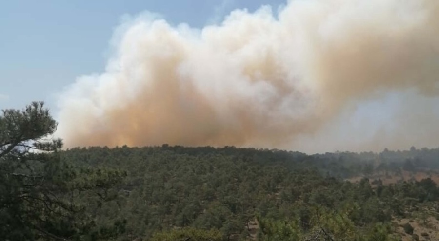 Denizli'de orman yangını çıktı!
