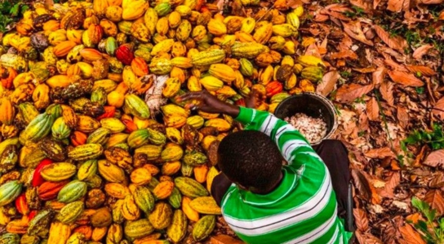 IRA: Çocuk işçi çalıştıran Batı Afrika'dan ürün alımı yasaklansın
