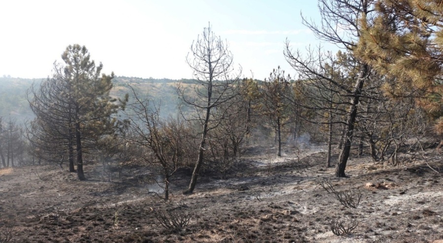 Çankırı'da çıkan yangında 10 dönüm orman yandı!