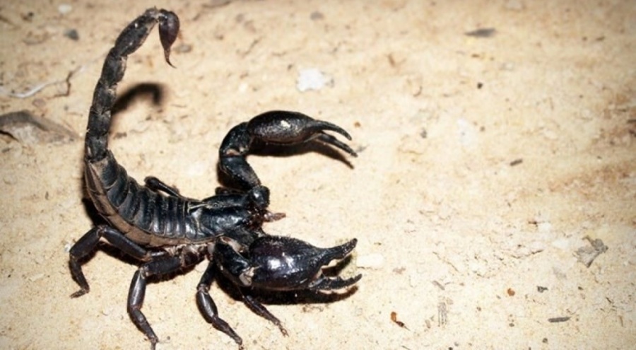 Akrebin soktuğu 1 yaşındaki bebek yoğun bakımda