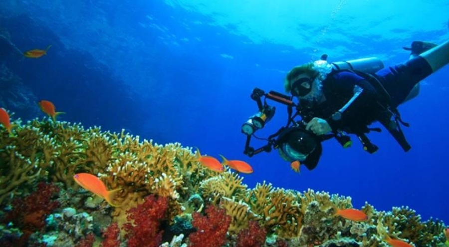 Akdeniz ısındı: Deniz canlıları tehlikede