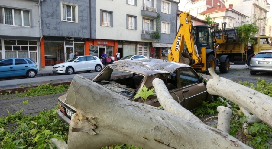 Asırlık çınar ağacının dalı park halindeki otomobillerin üzerine düştü