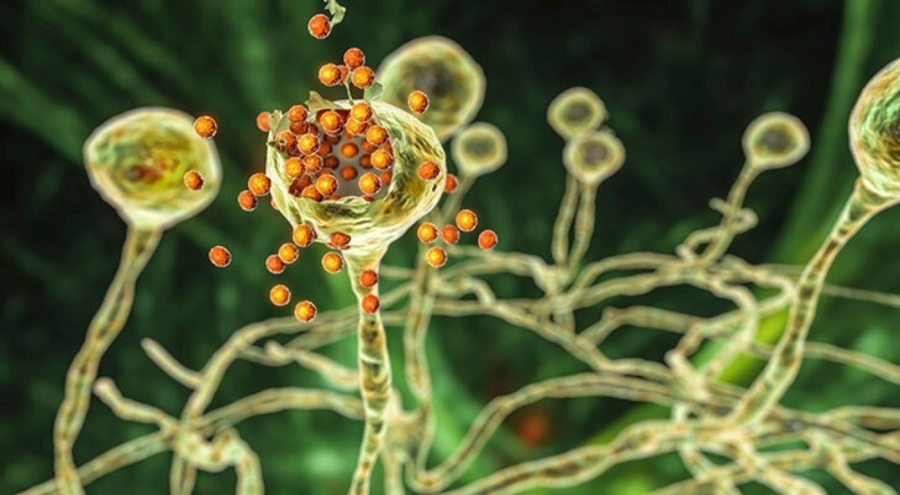 Kara mantar diyabetlileri etkileyebilir