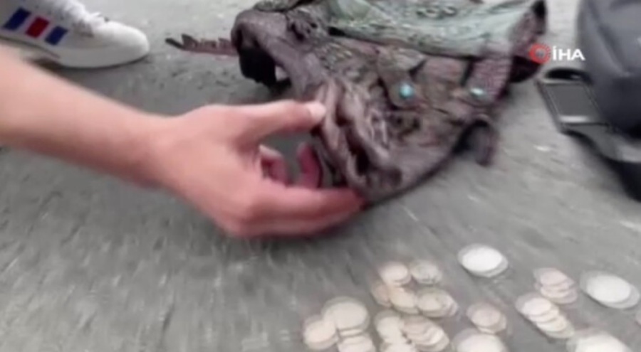 Jandarma operasyonunda ilginç olay: 'Timsah kafası' yakalandı