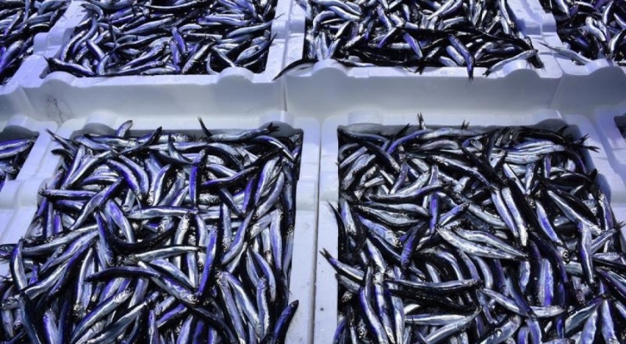 Hamsi ihracatı yükseldi