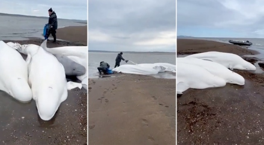 Karaya oturan beş beluga balinasını balıkçılar kurtardı