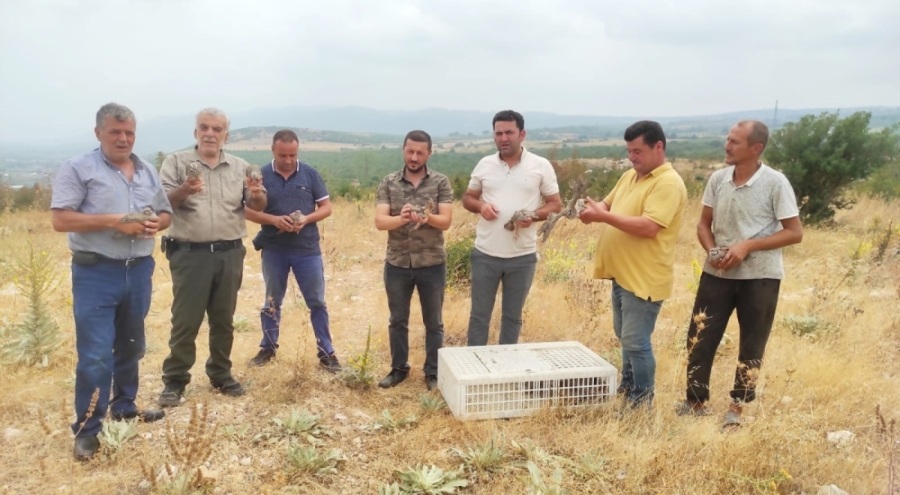 Avı yasaklanan keklikler Bursa'da doğaya salındı