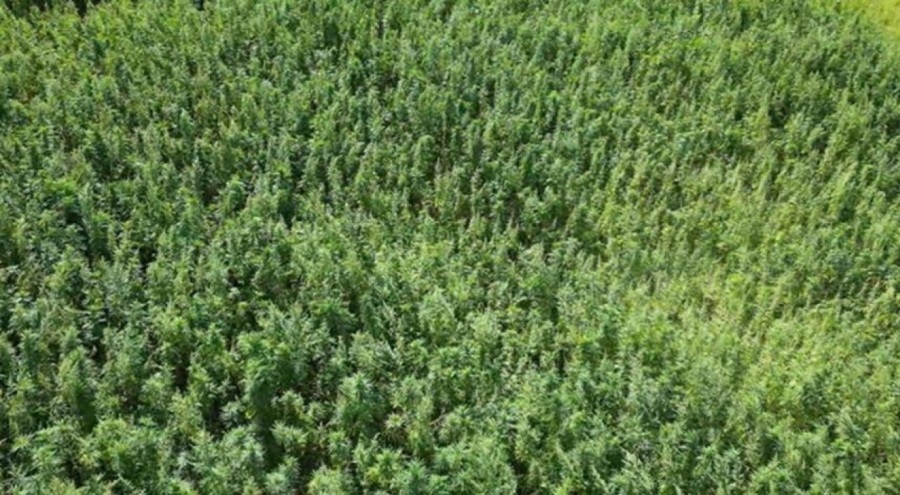 Kenevirde sözleşmeli üretim dönemi!