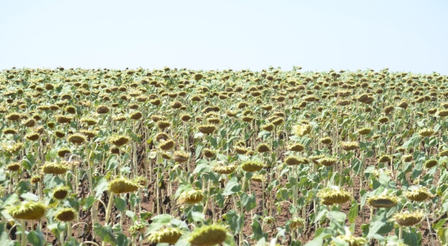 Ayçiçeğinde yabancı tohuma karşı yerli tohum başarısı
