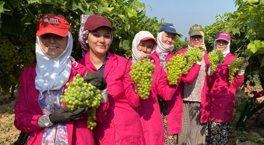 Yaş üzümde 200 milyon dolarlık ihracat hedefleniyor