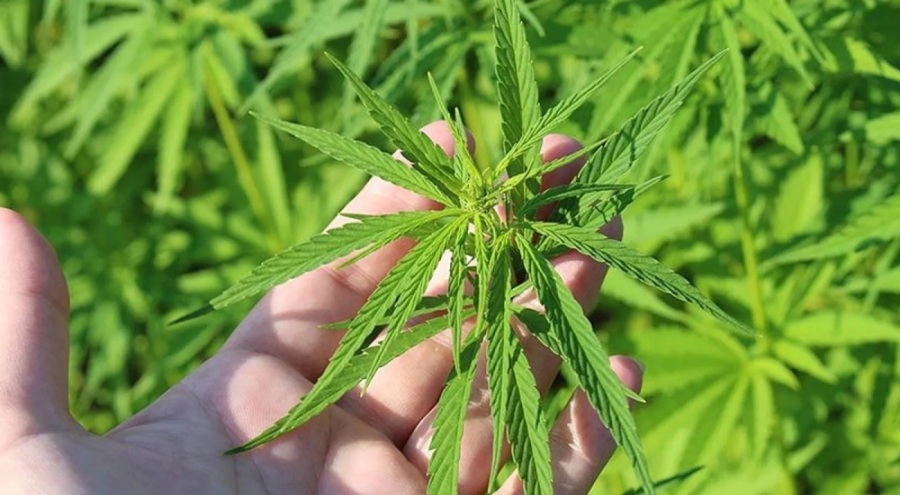 Kenevirde ekim alanları genişliyor