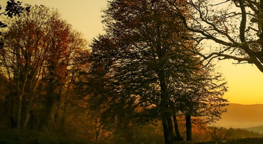 Kestiği ağaç üzerine düşen adam  yaşamını yitirdi