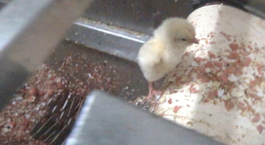 Manisa'daki yumurta fabrikasında insanlık dışı görüntüler!