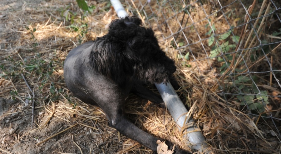 Bursa'da 'Merdiven altı üretilip' sokağa terk edilen köpekler yeni sahiplerini bekliyor