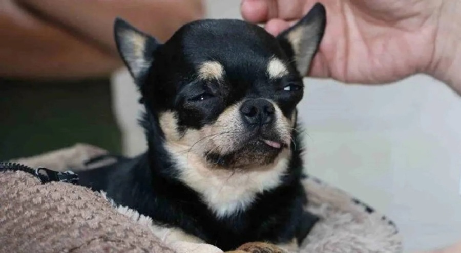 Almanya'da hastalanan 3 yaşındaki Rocky tedaviyi Diyarbakır'da buldu