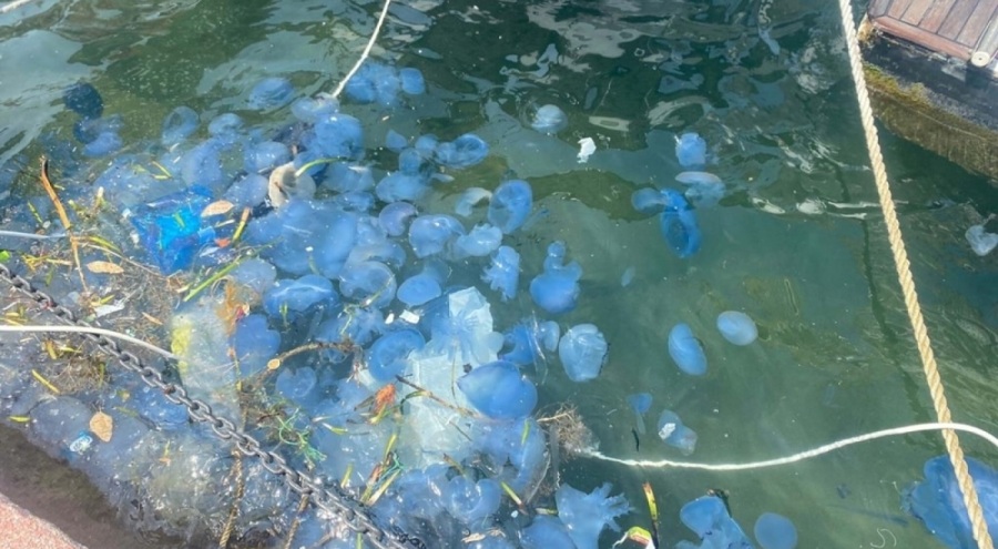 Foça'da denizanası yoğunluğu plajları olumsuz etkiledi