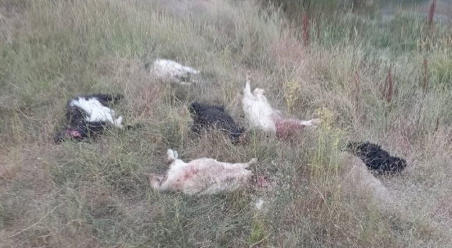 Sahipsiz köpeklerin saldırdığı 36 küçükbaş hayvan telef oldu