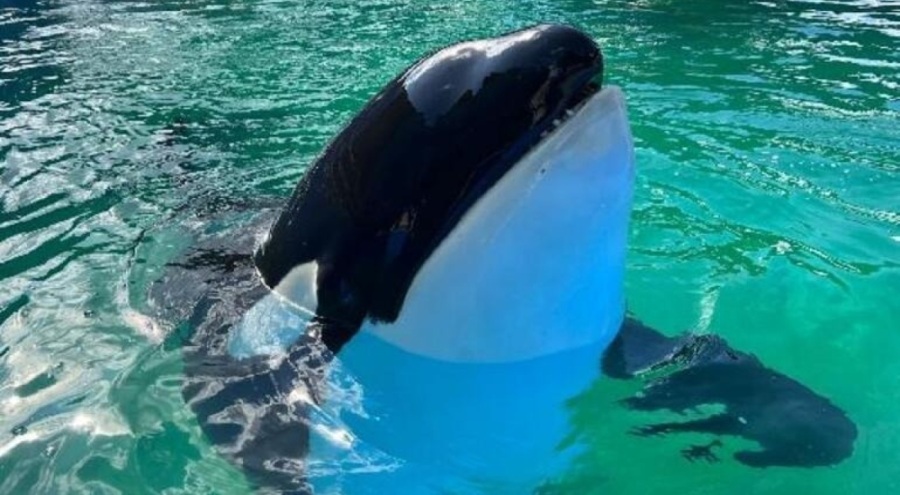 Katil balina Toki, özgür kalacakken öldü