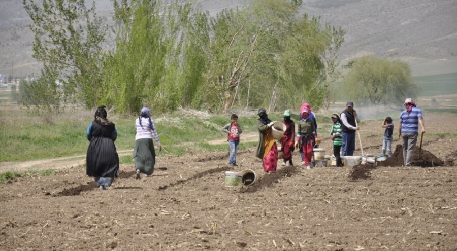 Erzincan'da şeker pancarı işçilerinin günlük yevmiyesi belli oldu