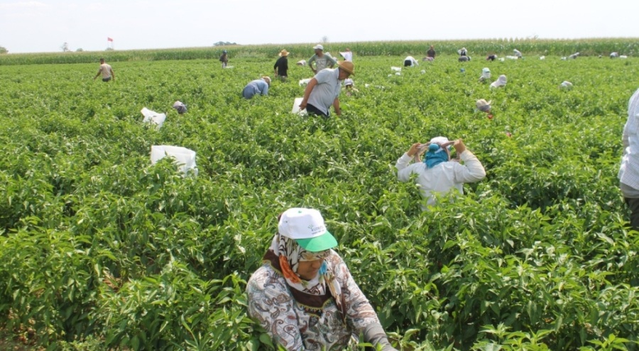Edirne'de Karaağaç biberi işçilerinin günlük yevmiyesi belli oldu