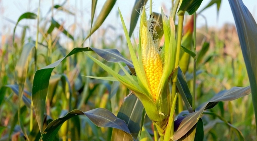 Ziraat Odaları Birliği Başkanı: Mısır fiyatı açıklanmalı