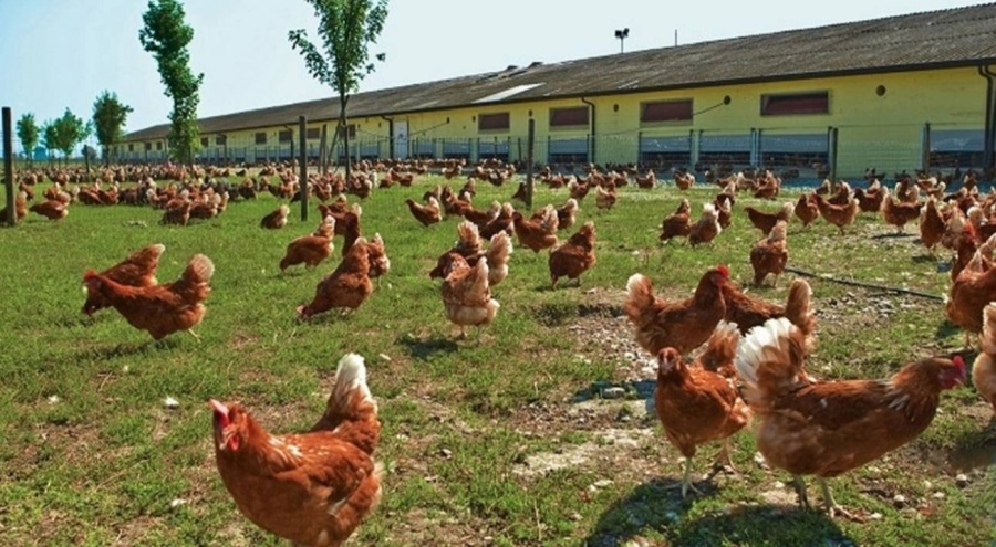Sayısalda yaptığı 13 bin sıralama ile Bolu Kanatlı Hayvan Yetiştiriciliği'ne yerleşti
