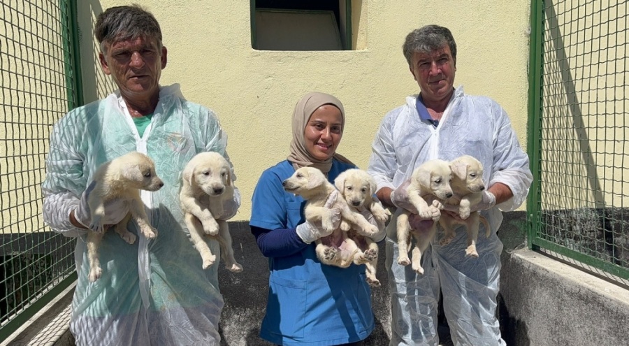 Bursa'da bu köpekleri almak isteyen 6 ay sıra bekliyor!