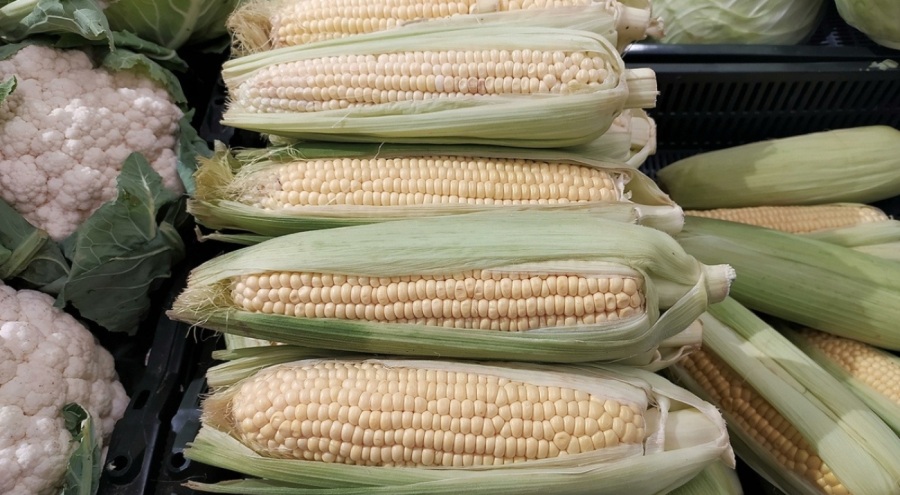 TMO mısır alım fiyatını duyurdu!