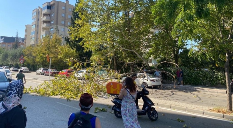 Bursa'da ağacın devrilmesi nedeniyle motokurye yaralandı