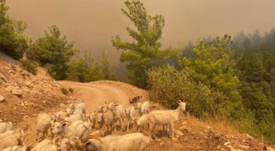 Çanakkale'de veterinerler ücretsiz hizmet verecek