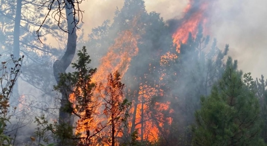 Eskişehir'de orman yangını kontrol altına alındı