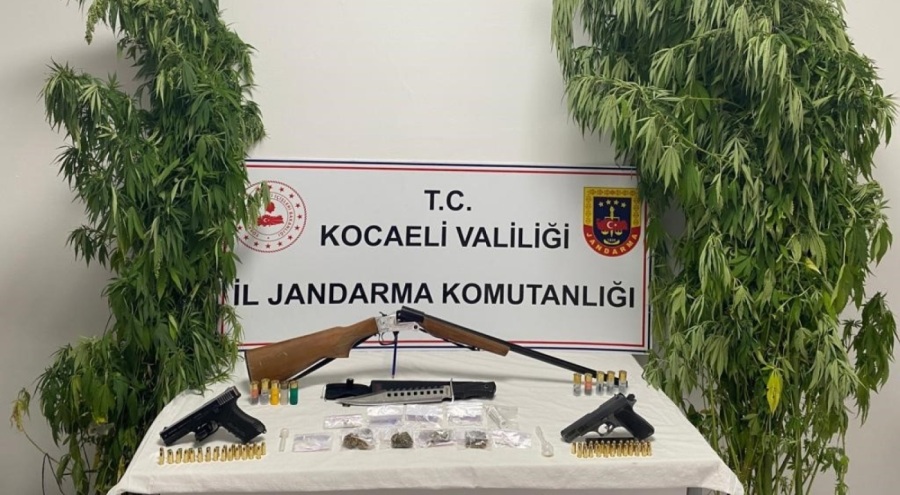 Kocaeli'de 35 kök kenevir ele geçirildi