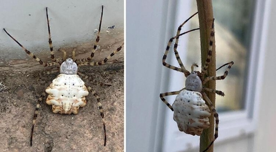 Dünyanın en zehirli örümceklerinden biri Türkiye'de görüldü